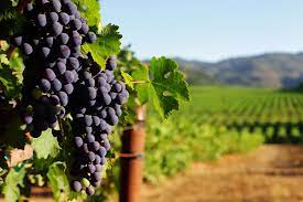 A well kept vineyard is the birth place of fine wine. 